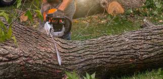 Best Stump Grinding and Removal  in Lorenzo, TX