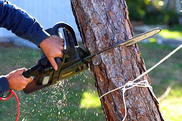 Best Hazardous Tree Removal  in Lorenzo, TX