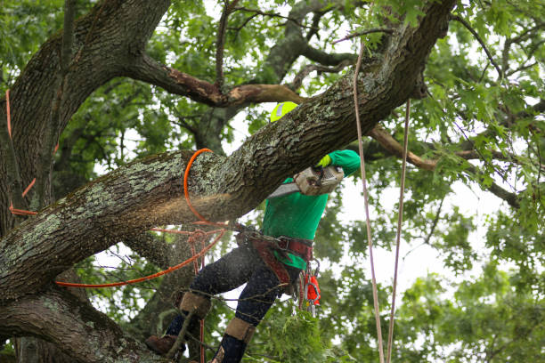 Best Leaf Removal  in Lorenzo, TX