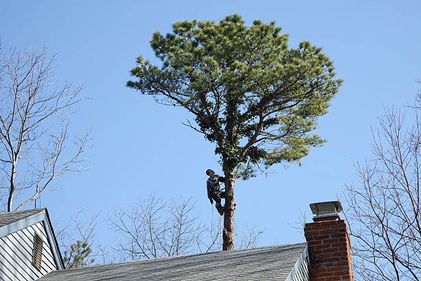 Best Tree Disease Treatment  in Lorenzo, TX